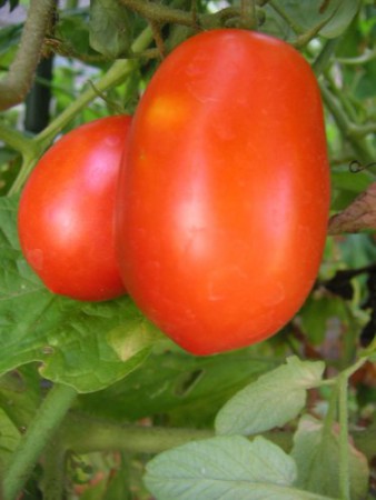 Tomate Chucha